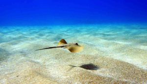 Illustrazione di una pastinaca (Canva FOTO) - marinecue.it