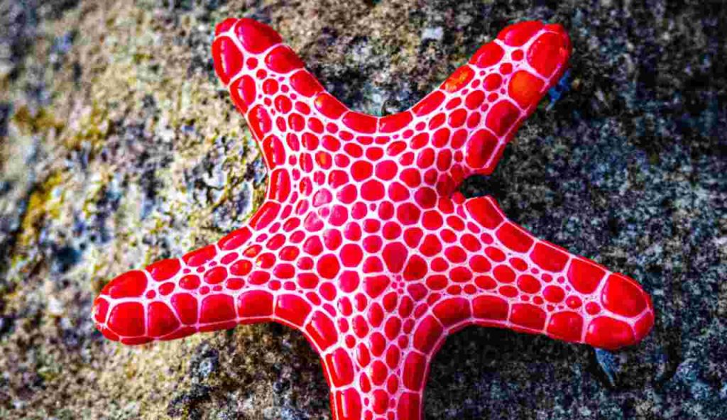 Illustrazione di una stella marina (Canva FOTO) - marinecue.it