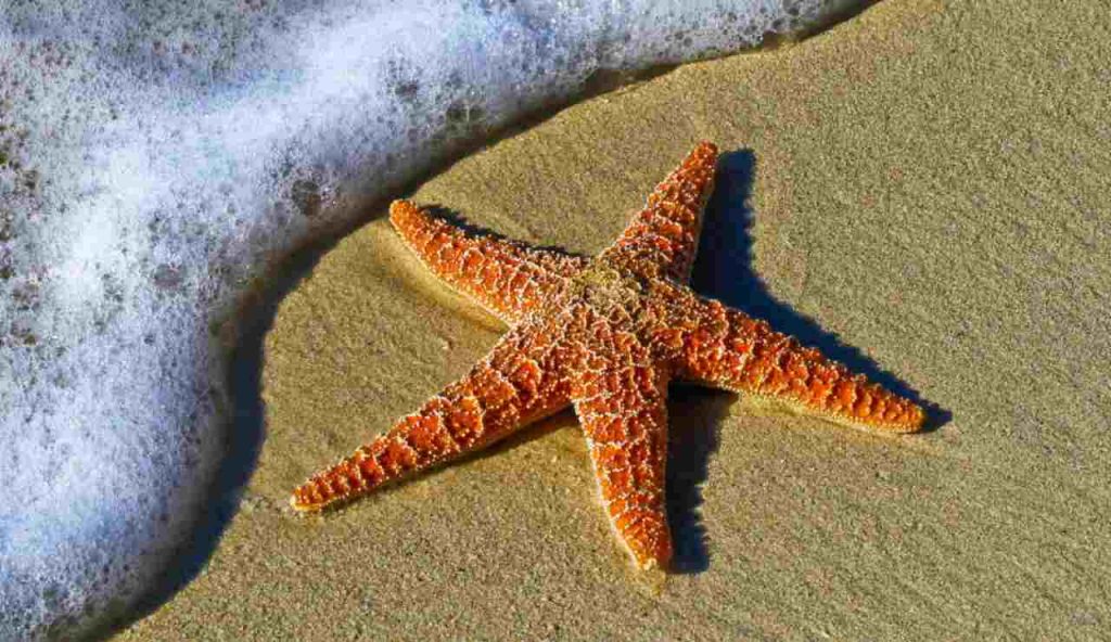 Illustrazione di una stella marina (Canva FOTO) - marinecue.it