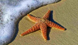 Illustrazione di una stella marina (Canva FOTO) - marinecue.it