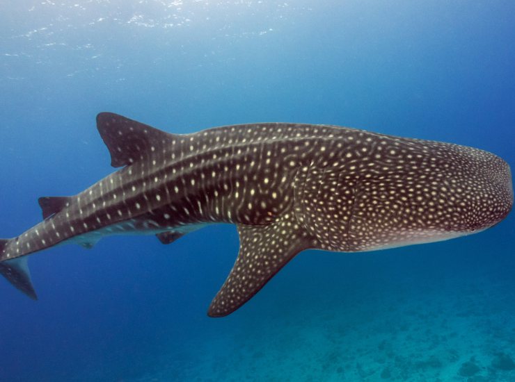 Illustrazione di uno squalo balena (Canva FOTO) - marinecue.it