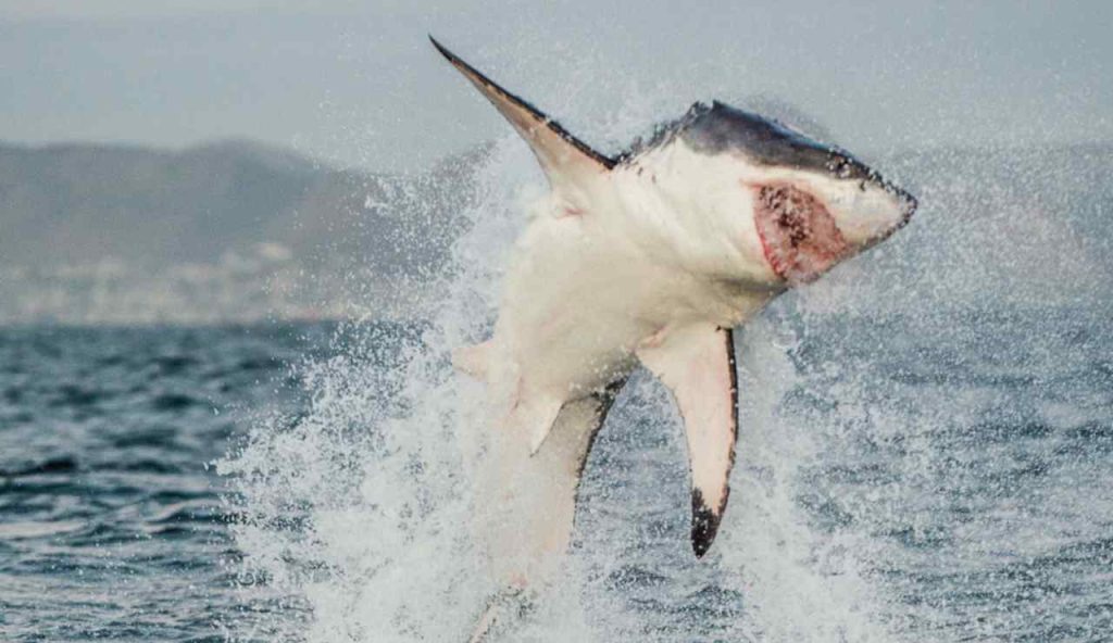 Illustrazione di uno squalo bianco (Canva FOTO) - marinecue.it