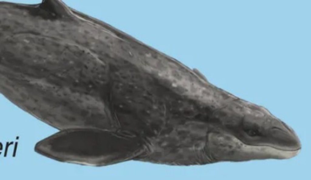 Janiucetus hunderi