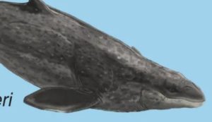 Janiucetus hunderi