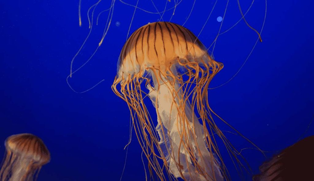 Meduse
