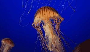 Meduse