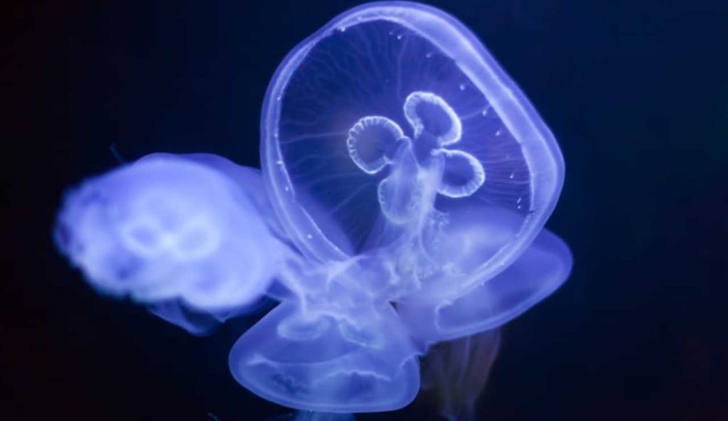 Meduse