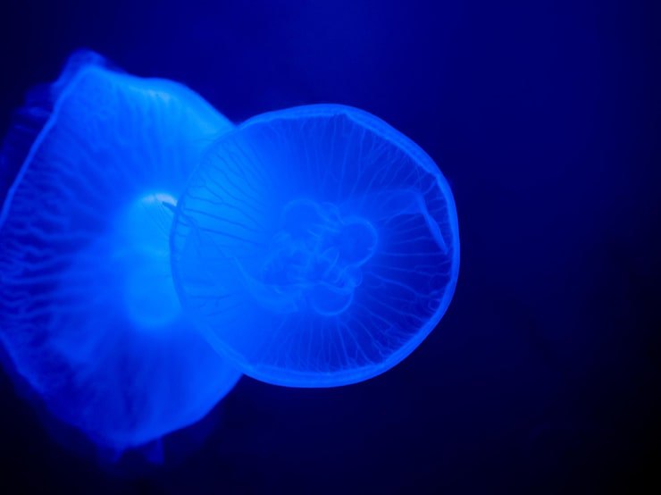 Meduse