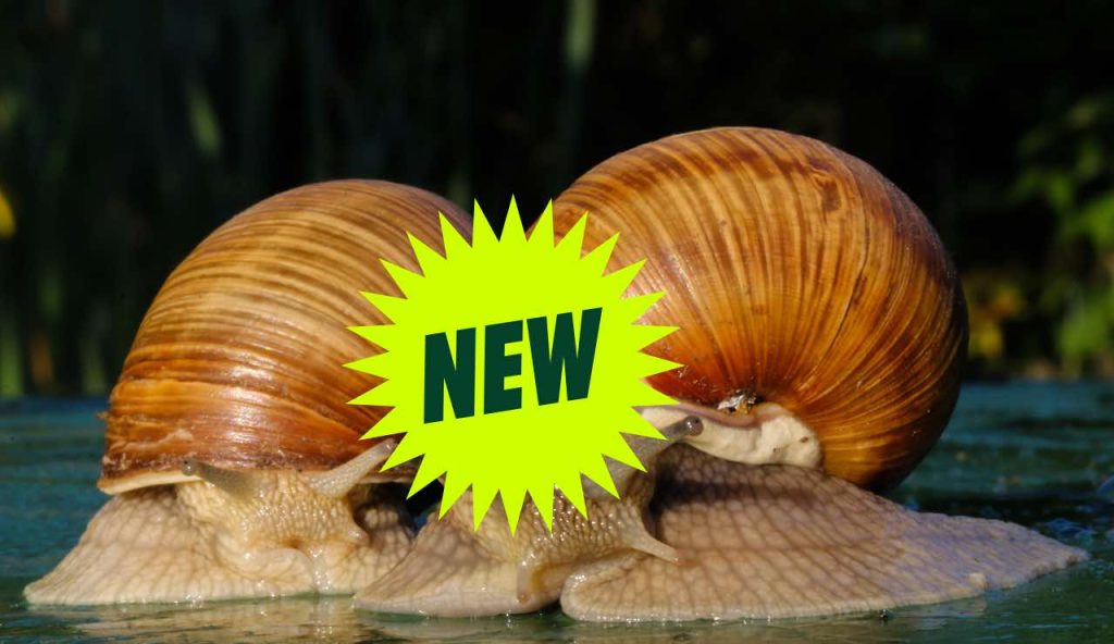 Nuovi molluschi