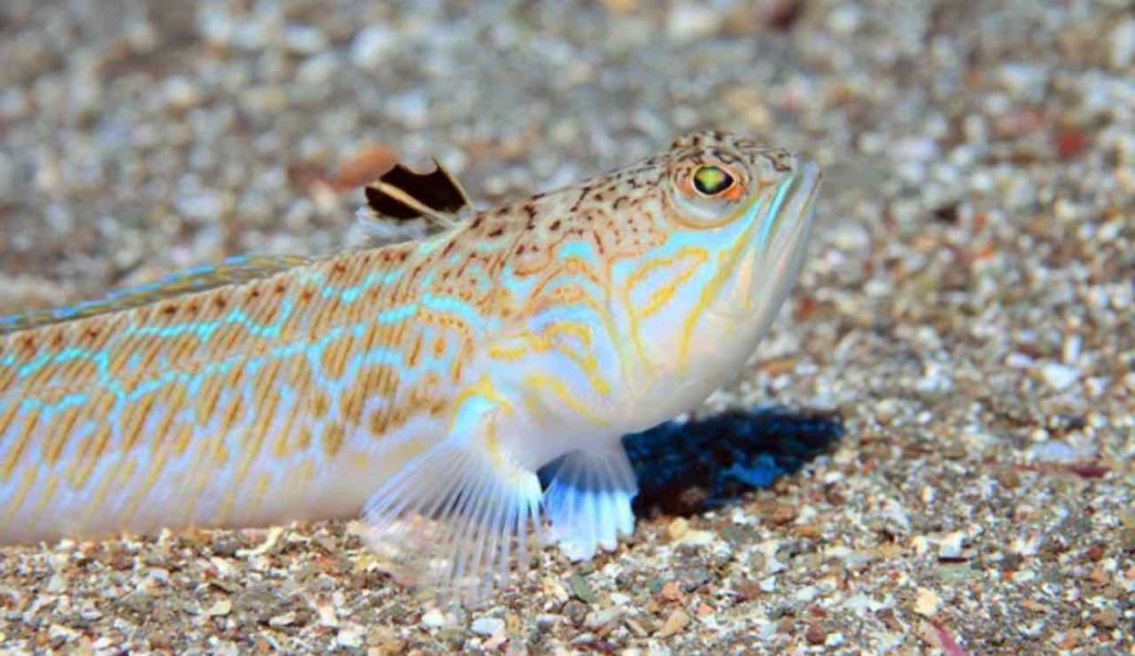 Pesce ragno