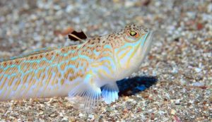 Pesce ragno