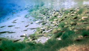 Pesci in riserva naturale