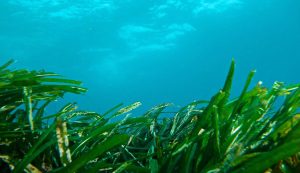 Posidonia oceanica