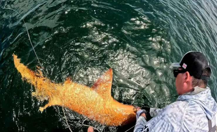 Squalo arancione in mare