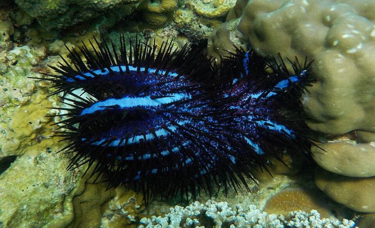 Acanthaster planci