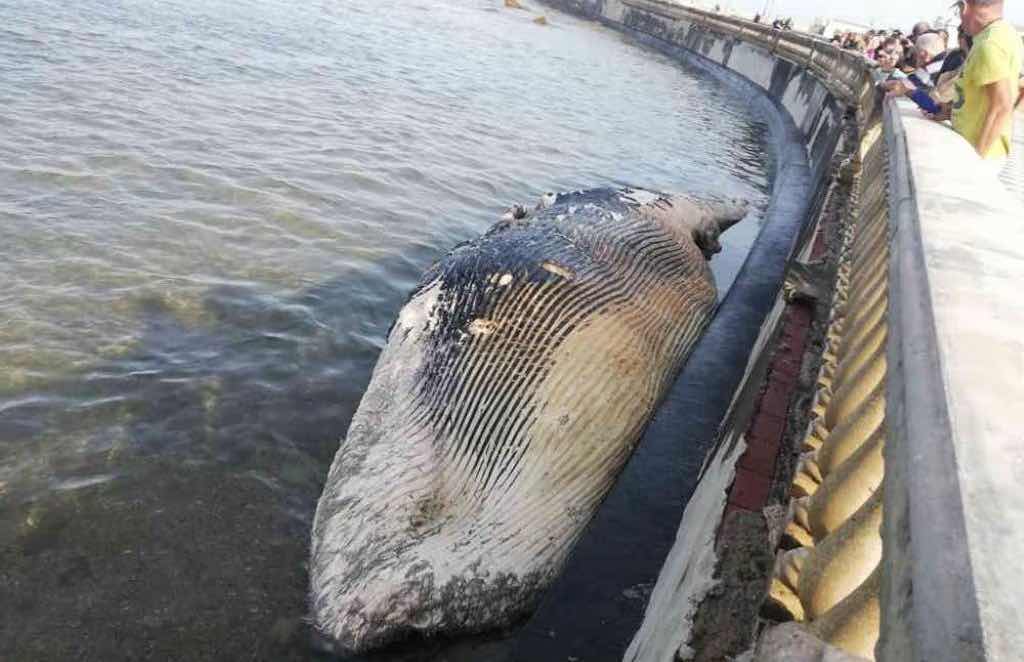 Balena a Livorno