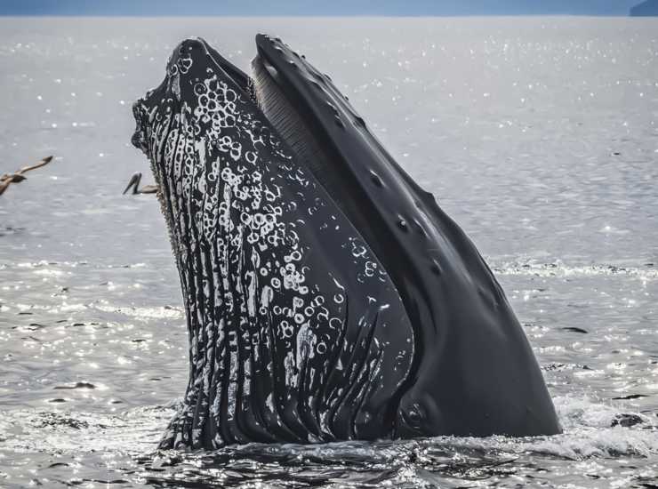Balena fuori dall'acqua (Pixabay foto) - www.marinecue.it