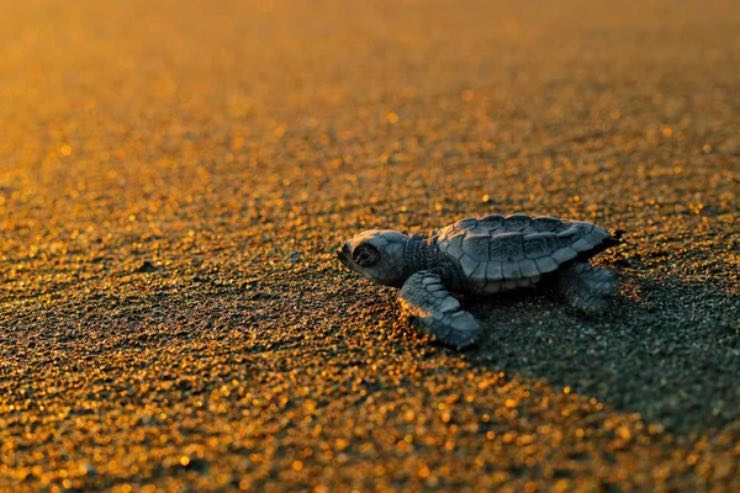 Cucciolo di tartaruga