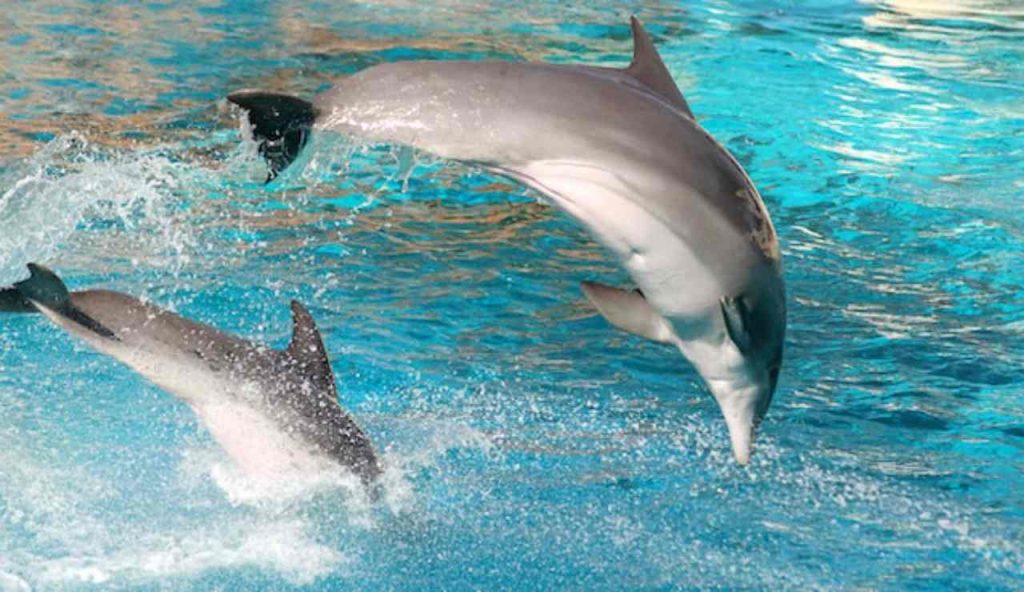 Delfini