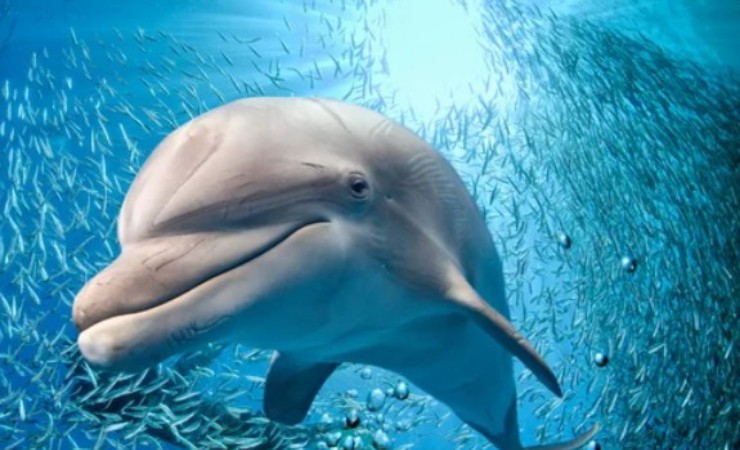 Delfini