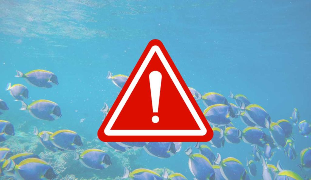 Illustrazione di alcune specie pericolose (Canva FOTO) - marinecue.it