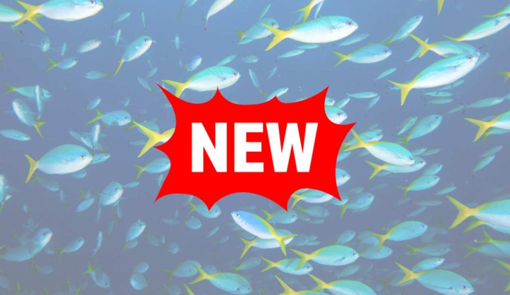 Illustrazione di alcuni nuovi pesci (Canva FOTO) - marinecue.it