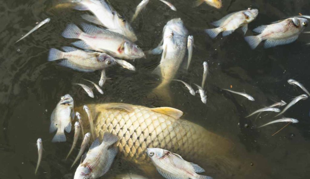 Illustrazione di alcuni pesci morti (Canva FOTO) - marinecue.it