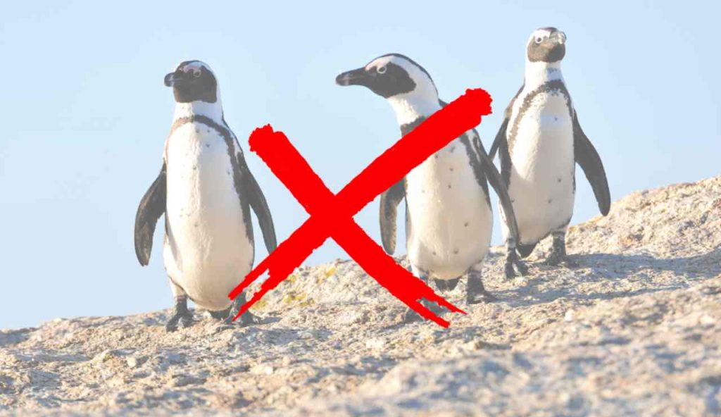 Illustrazione di alcuni pinguini (Canva FOTO) - marinecue.it