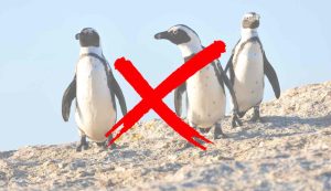 Illustrazione di alcuni pinguini (Canva FOTO) - marinecue.it