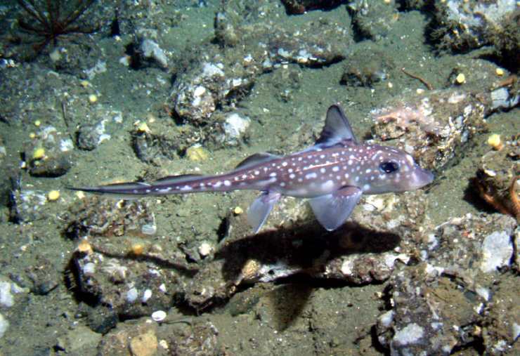 Illustrazione di un Hydrolagus colliei (Wikimedia Commons Linda Snook _ MBNMS FOTO) - marinecue.it