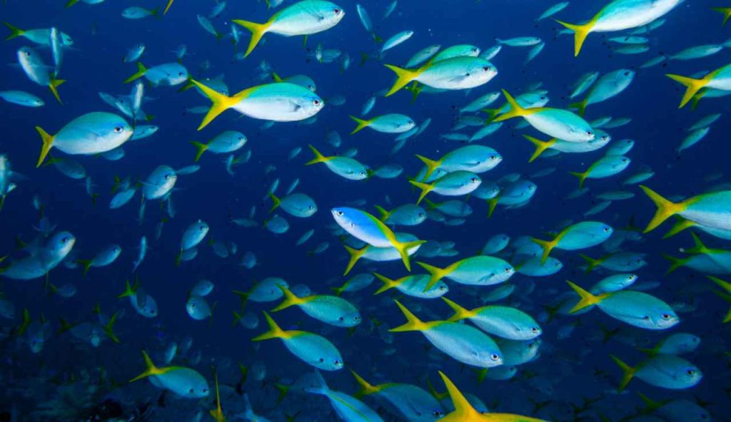 Illustrazione di un banco di pesci (Canva FOTO) - marinecue.it