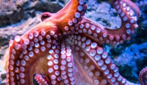 Illustrazione di un polpo (Canva FOTO) - marinecue.it