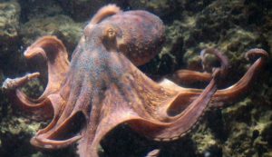 Illustrazione di un polpo (Canva FOTO) - marinecue.it