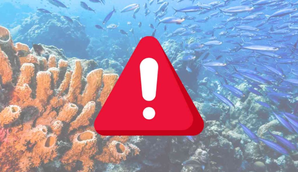 Illustrazione di una barriera corallina in pericolo (Canva FOTO) - marinecue.it