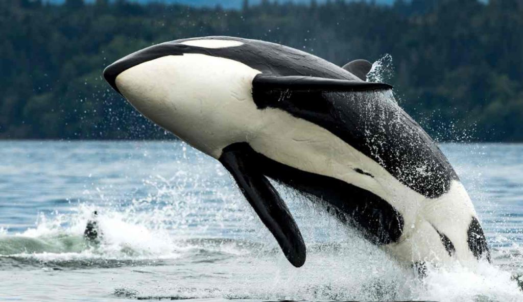 Illustrazione di un'orca (Canva FOTO) - marinecue.it