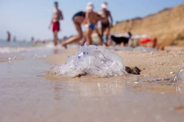 Medusa in spiaggia