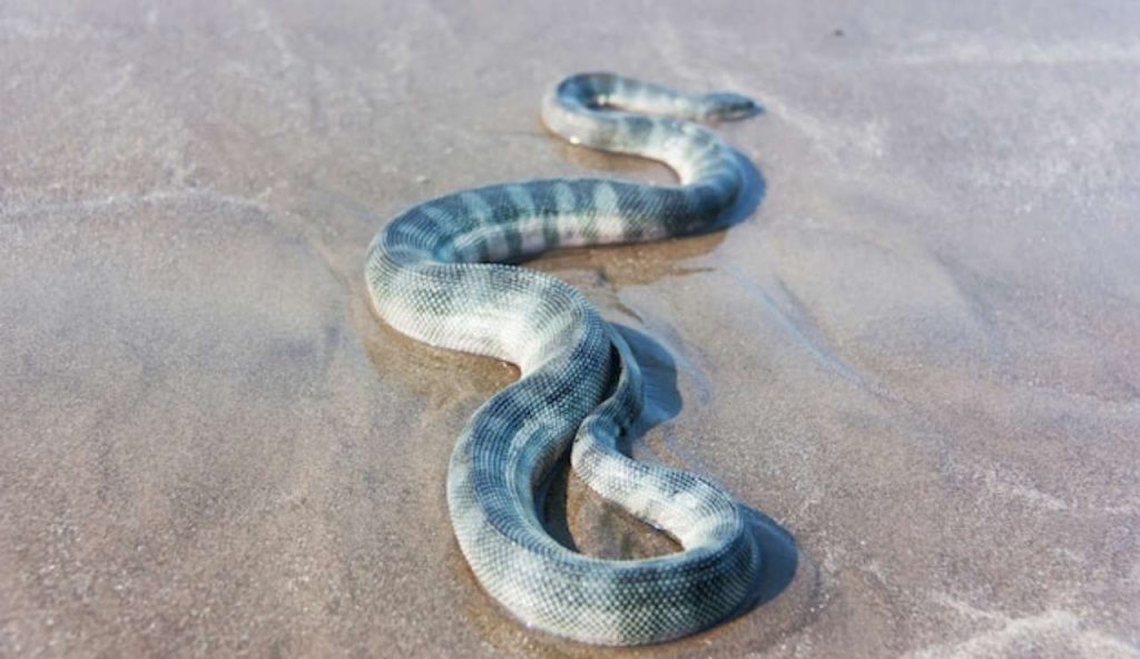 Serpente di mare