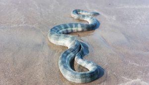 Serpente di mare