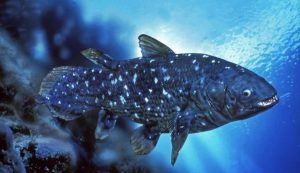 Pesce estinto