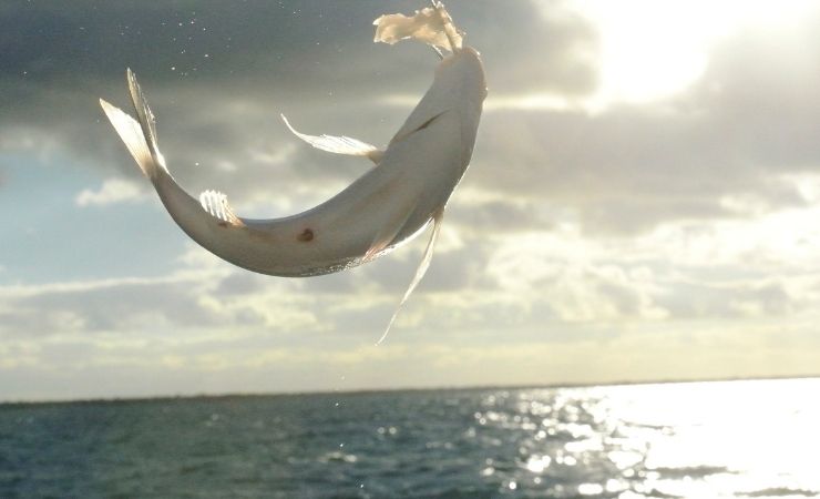 Pesce volando