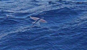 Pesce volante