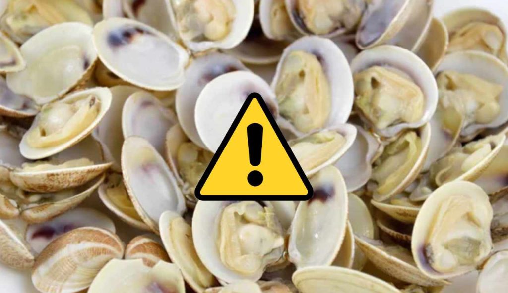 Vongole (Depositphotos foto) - www.marinecue.it