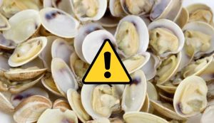 Vongole (Depositphotos foto) - www.marinecue.it