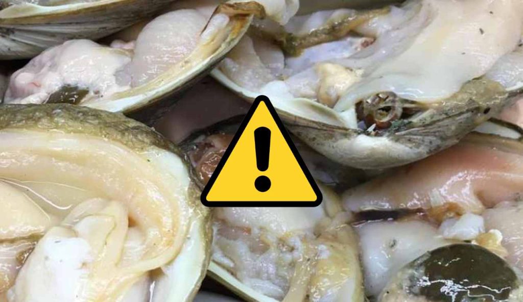Vongole e pericoli (Pixabay foto) - www.marinecue.it