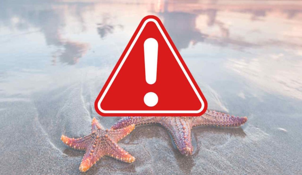 Illustrazione di alcune stelle marine (Canva FOTO) - marinecue.it