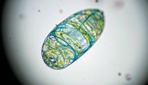 Salveranno il pianeta