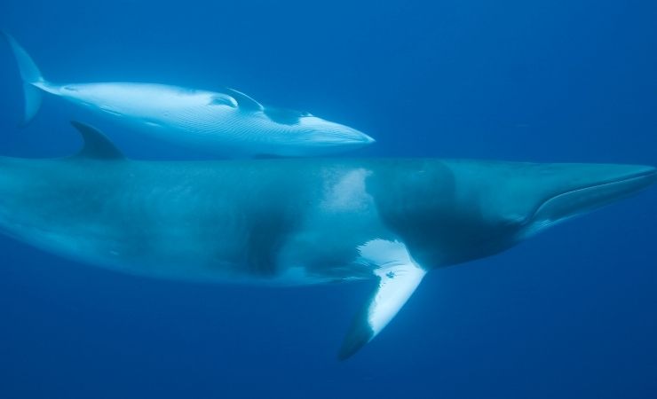 Balene Minke