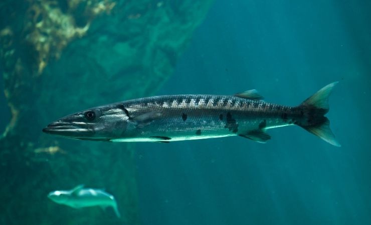 Barracuda