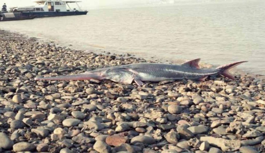Chinese paddlefish