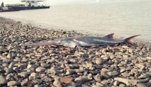 Chinese paddlefish